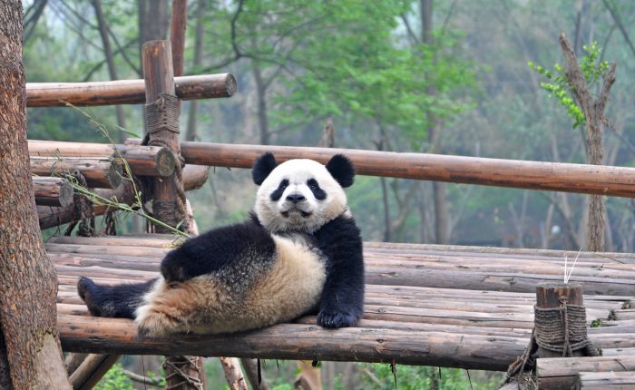 banner-panda-holding-china-tour